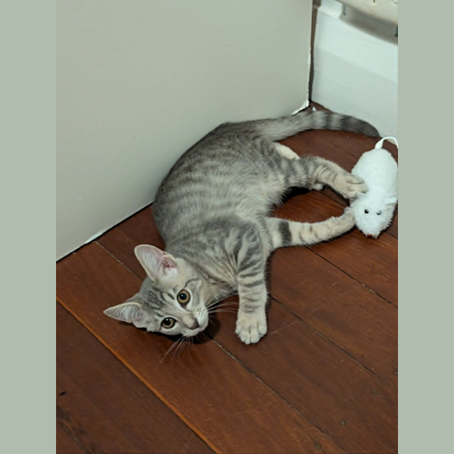 Photo of Lola Kitten