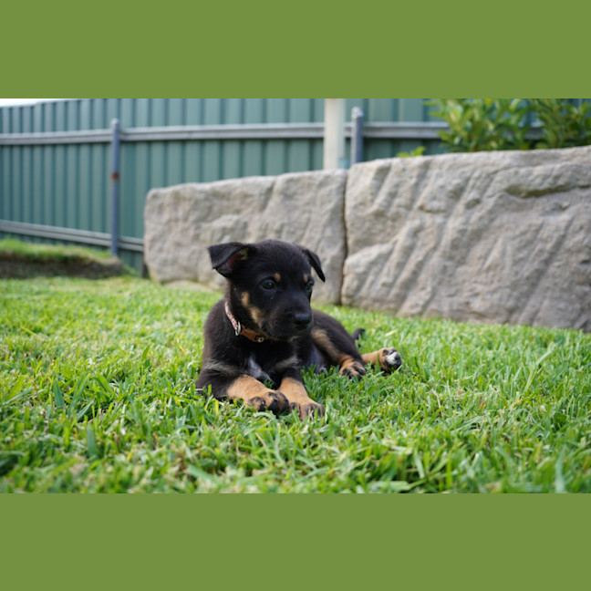 Photo of Dusty   7 Week Old Cattle Dog X Kelpie