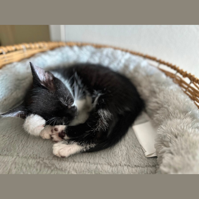 Photo of Oreo