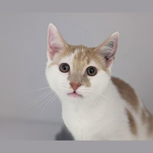 Photo of Puck