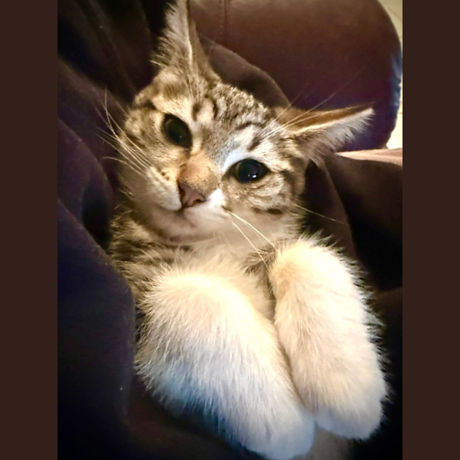 Photo of Eevee