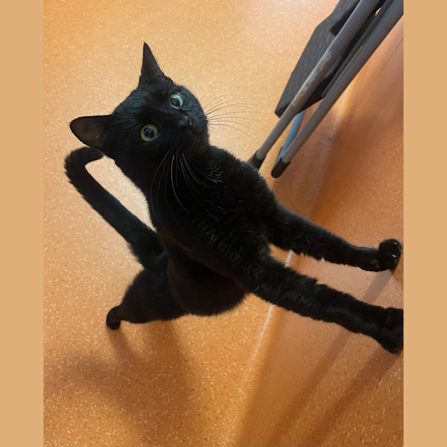 Photo of Samson