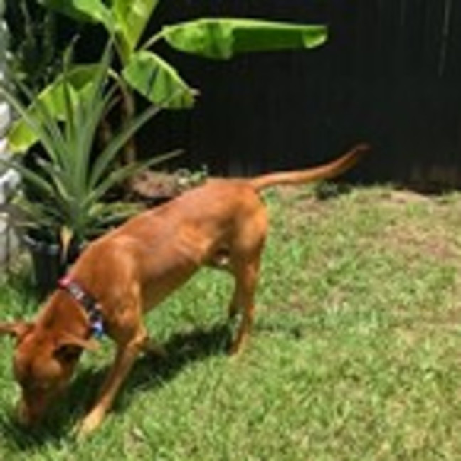 Photo of Toby