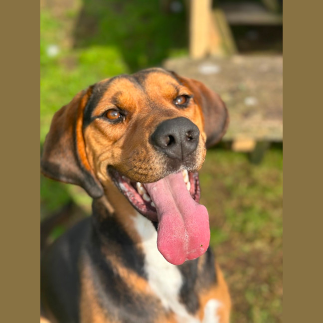 Photo of Boxer