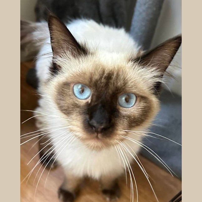 Photo of Sammie & Sampson 