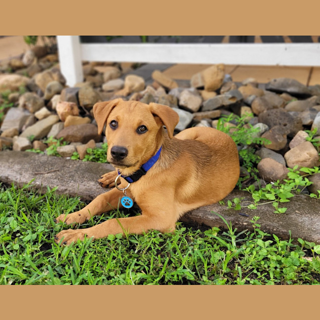 Photo of Pippa (P18)