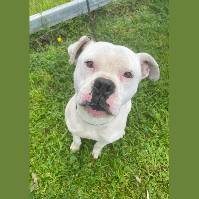 Photo of Casper