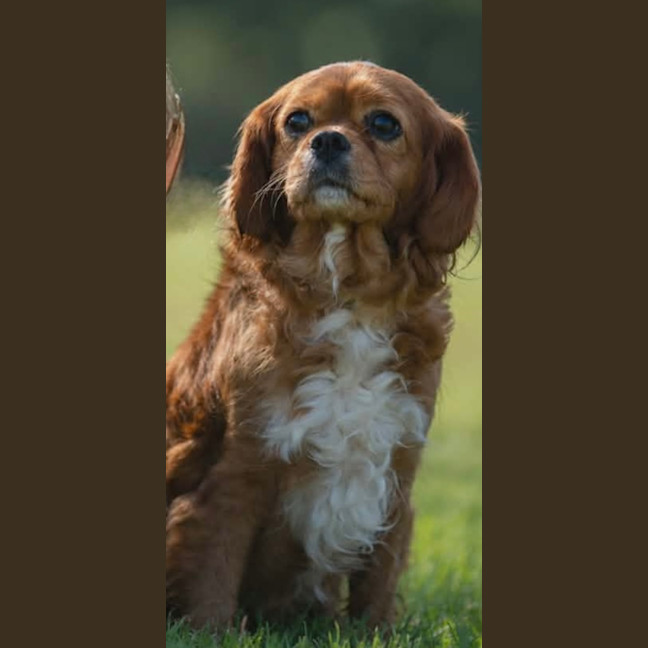 Photo of Daisy 