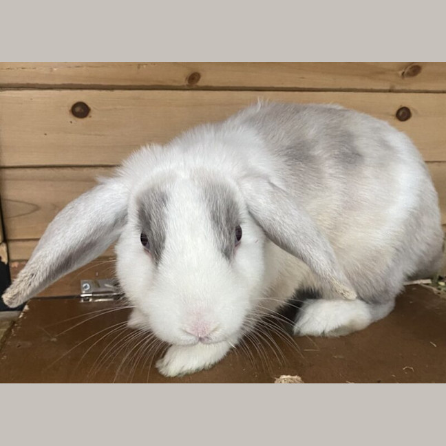 Photo of Tom Collins