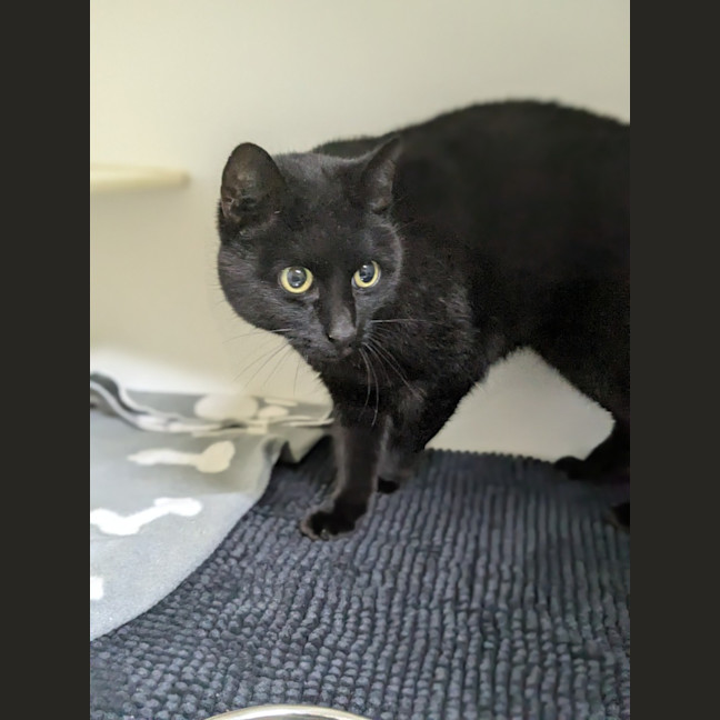 Photo of 🌮 Frankie 6184 🌮