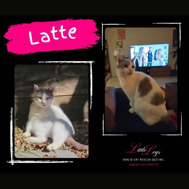 Photo of Latte