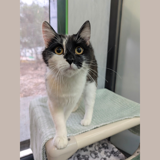 Photo of Checkers