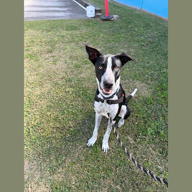 Photo of Cosmo