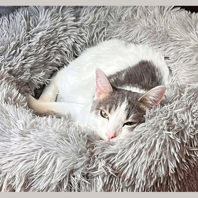 Photo of Minty 