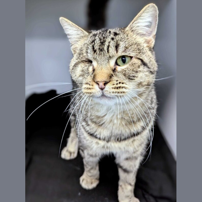Photo of Cookie