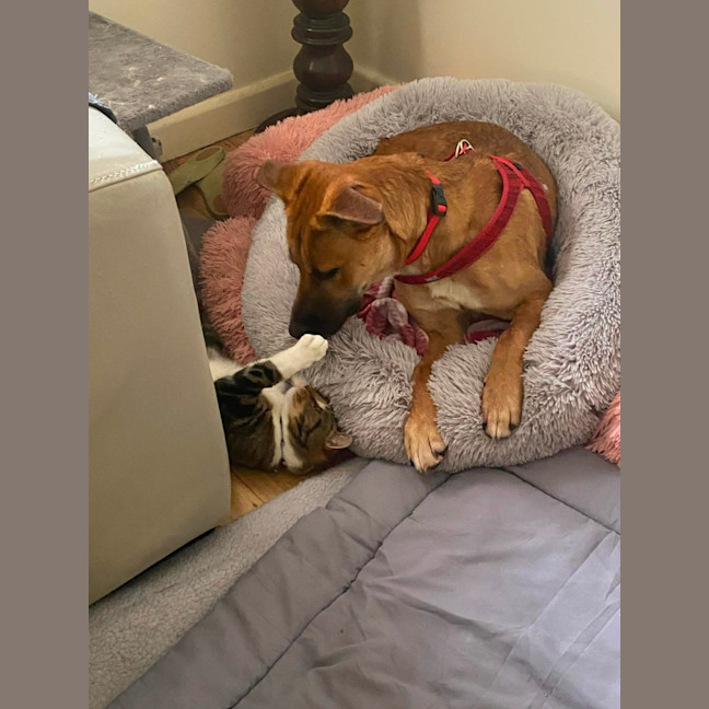 Photo of Kafoops* 9 Lives Project Rescue*