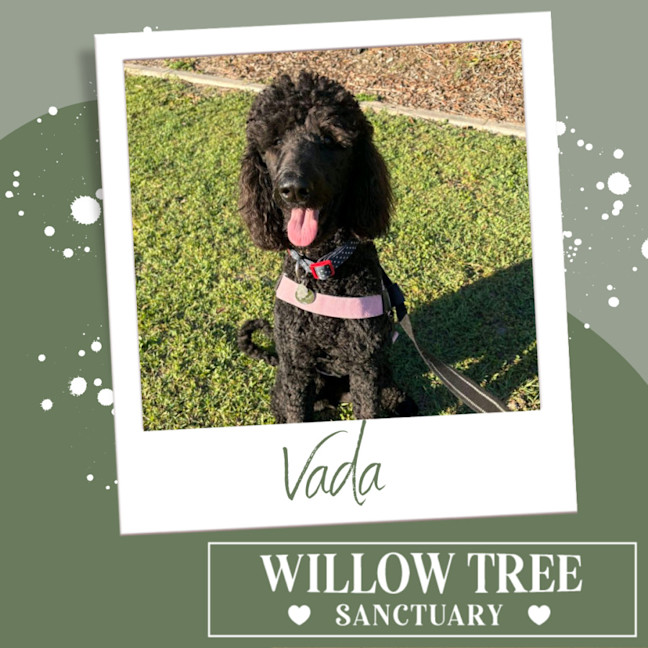 Photo of Vada