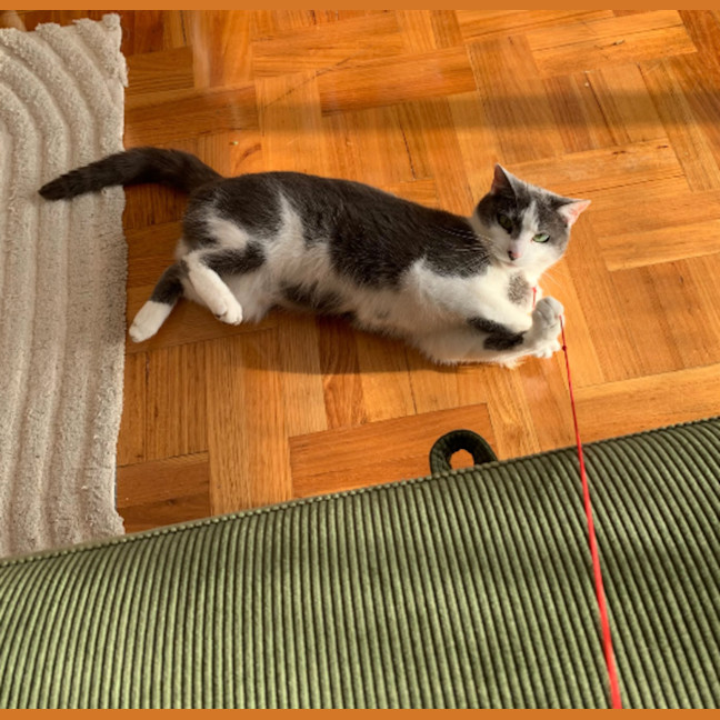 Photo of Mittens