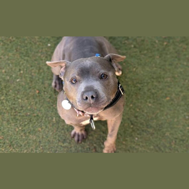 Photo of Penny
