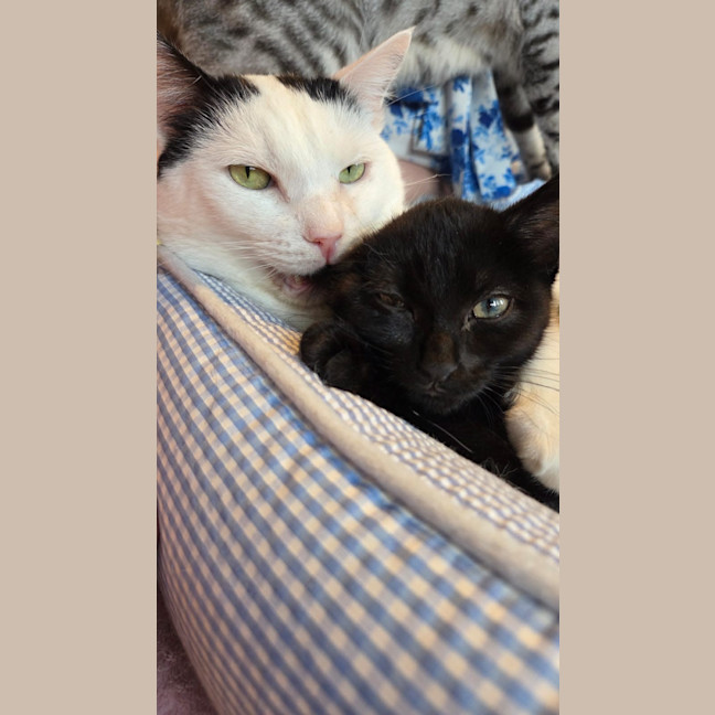 Photo of Galaxy Annihilator