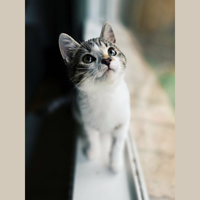 Photo of Acorn   In Foster Care In Northcote