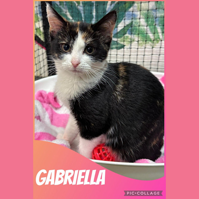 Photo of Gabriella 