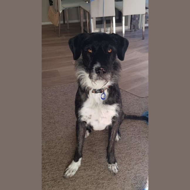 Photo of Sooty   18 Month Old Wolfhound X