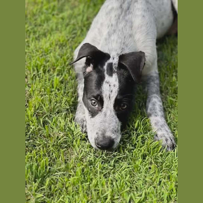 Photo of Diesel