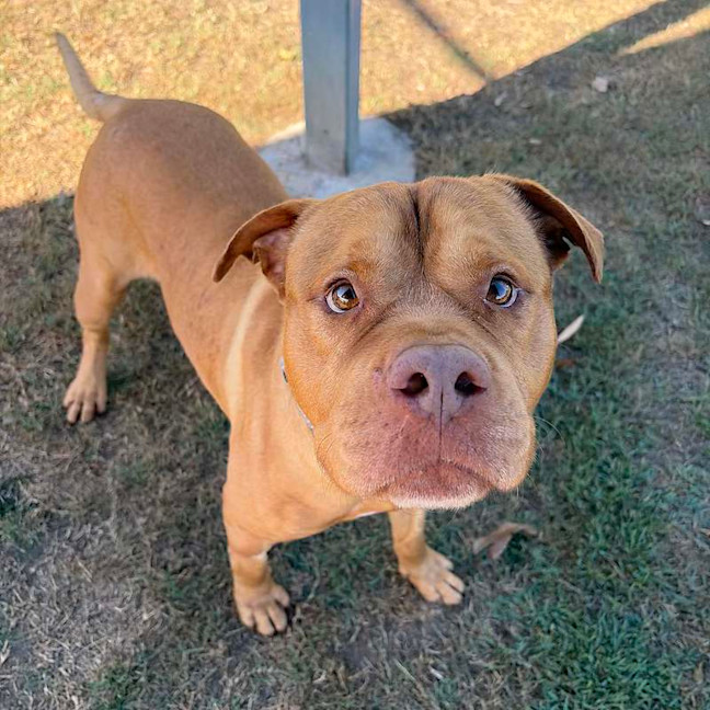 Photo of Rocco
