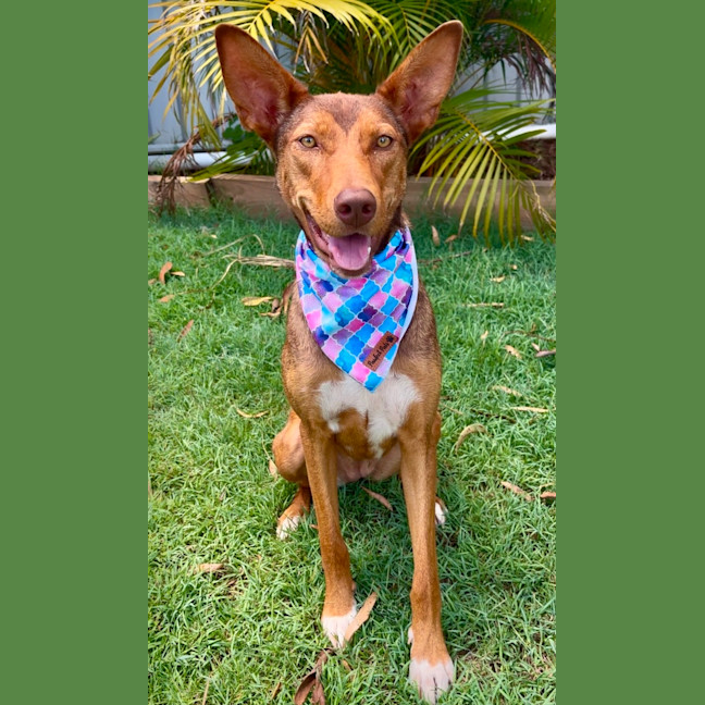 Photo of Cookie