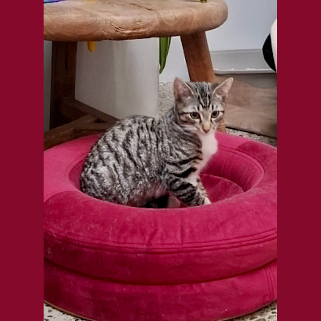 Photo of Valentino
