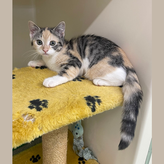 Photo of Tilly