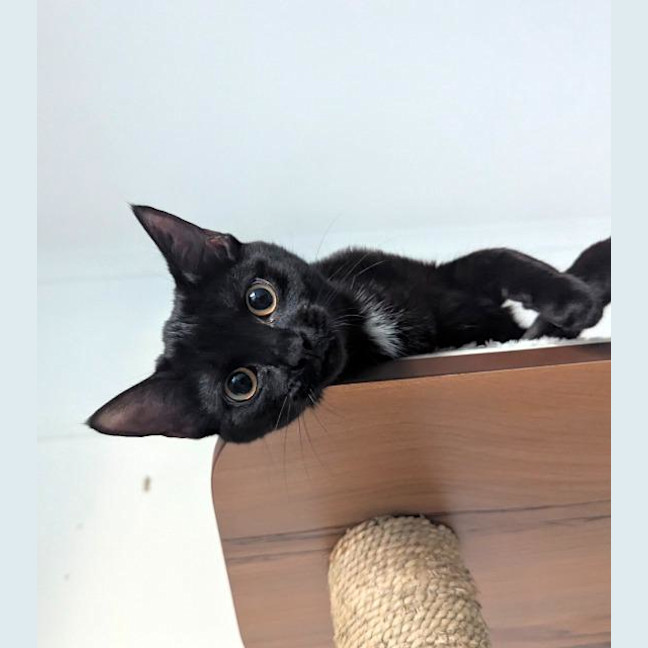 Photo of Truffle