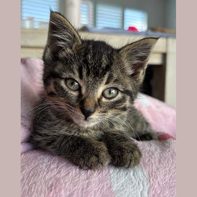 Photo of Peanut