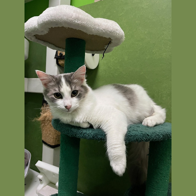 Photo of Laila