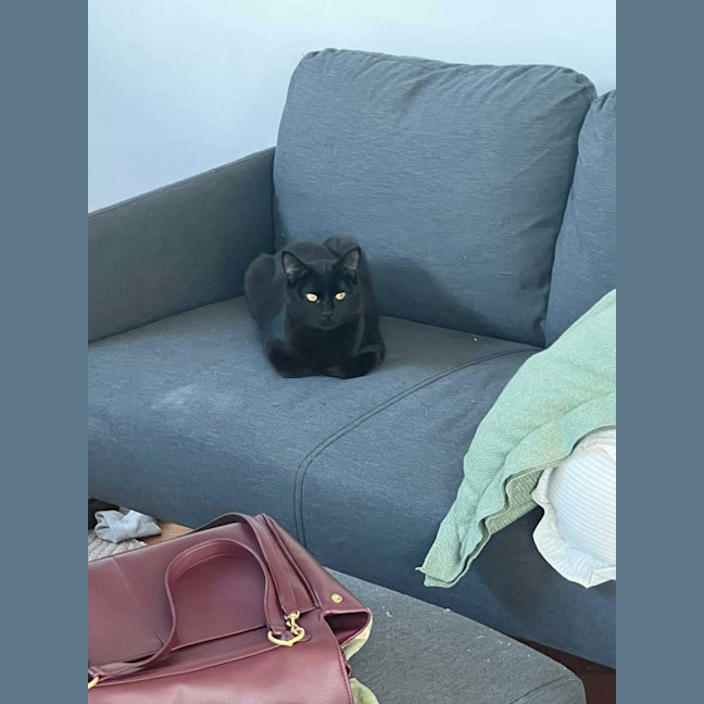 Photo of Pushpin