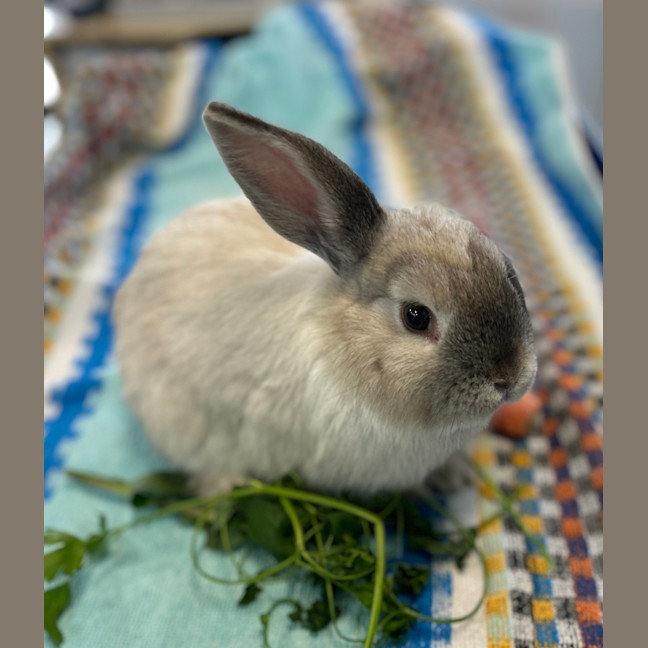 Photo of Tomato (Bonded To Peri Peri)