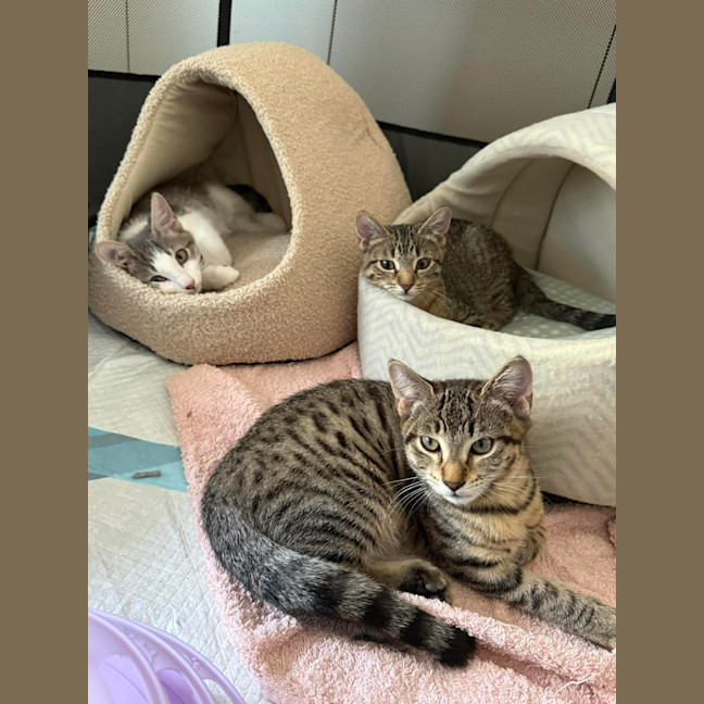 Photo of Toby (Short For Dweezlewamba)