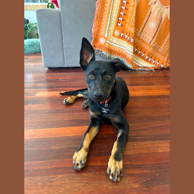 Photo of Bindi