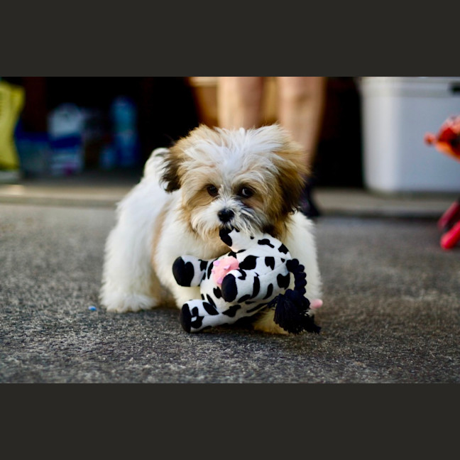 Photo of 🐶 Bailey 🐶