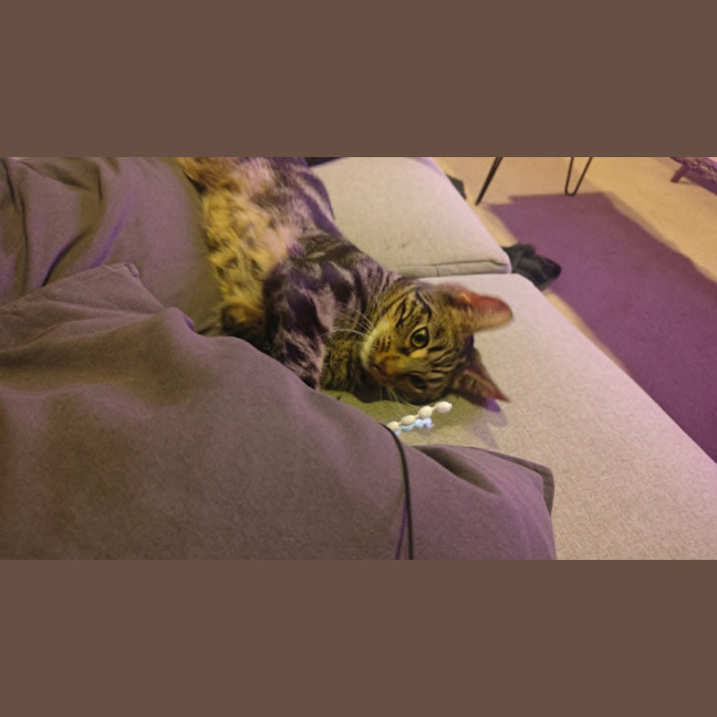 Photo of Sunday *9 Lives Project Rescue*