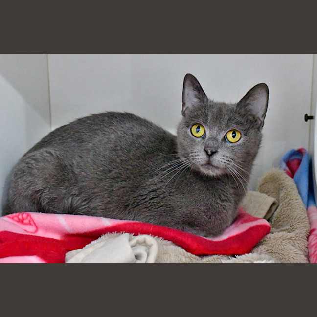 Photo of Lemon