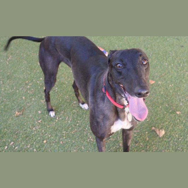 Photo of Penny