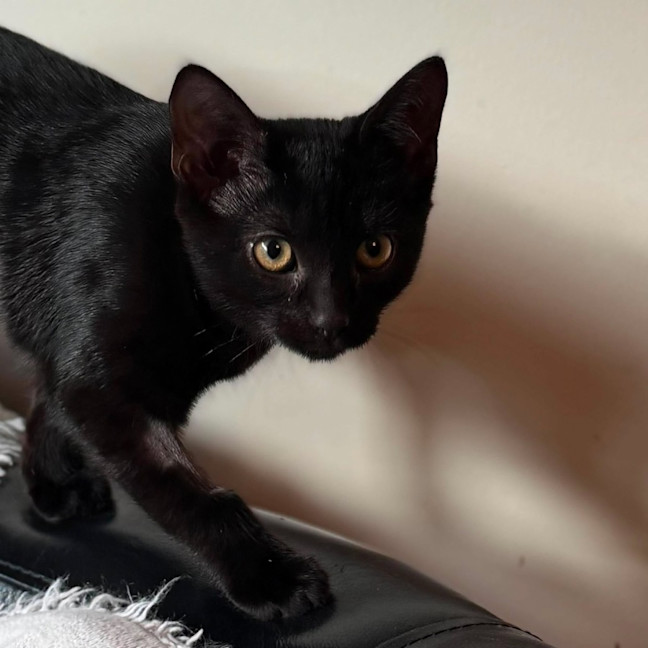 Photo of Sprout   In Foster Care In Brunswick East