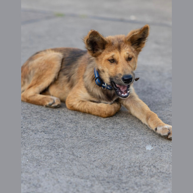 Photo of Heli   6 Month Old Dingo X (Trial 29/12)