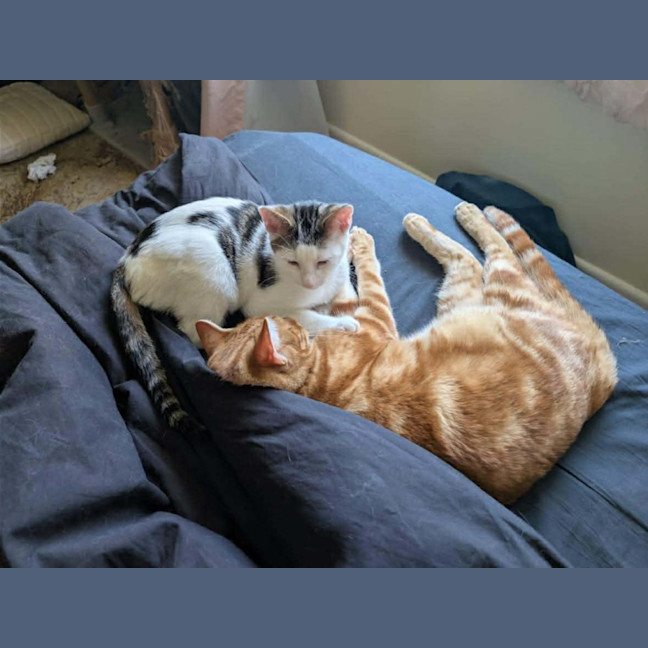 Photo of Pringles + Paella