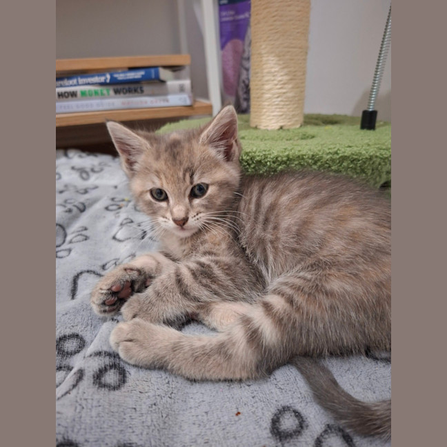 Photo of Otis