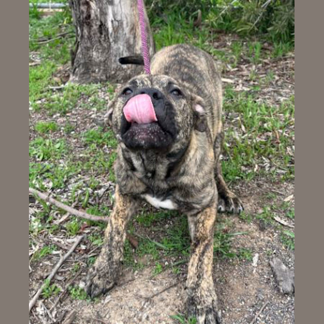 Photo of Sargent Stripes