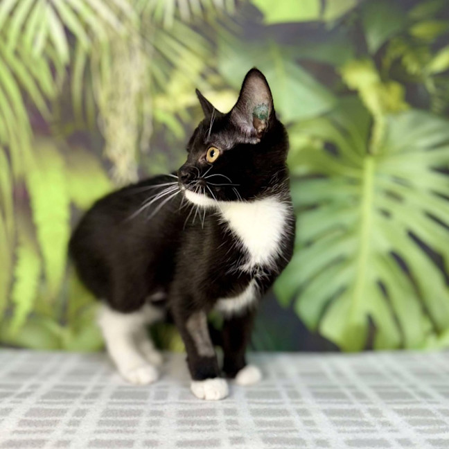 Photo of Pixie   Located In Frankston