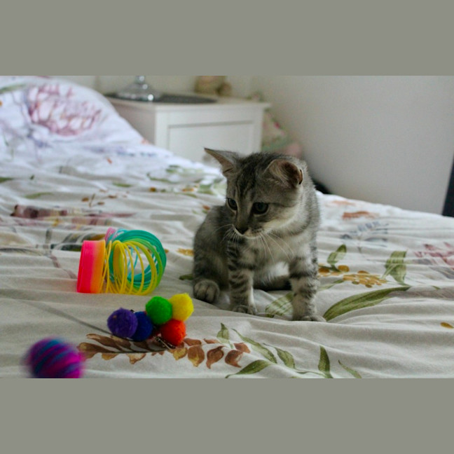 Photo of Tigger